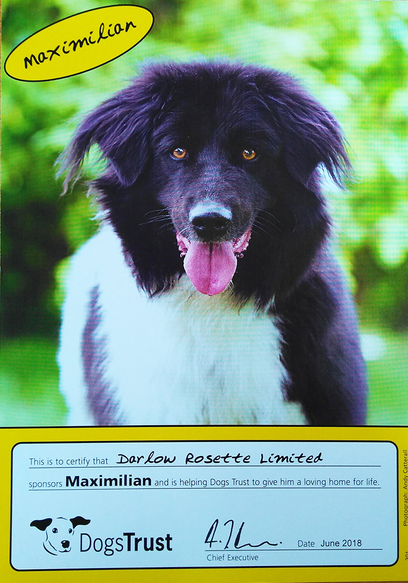 Darlow Rosettes sponsored dog